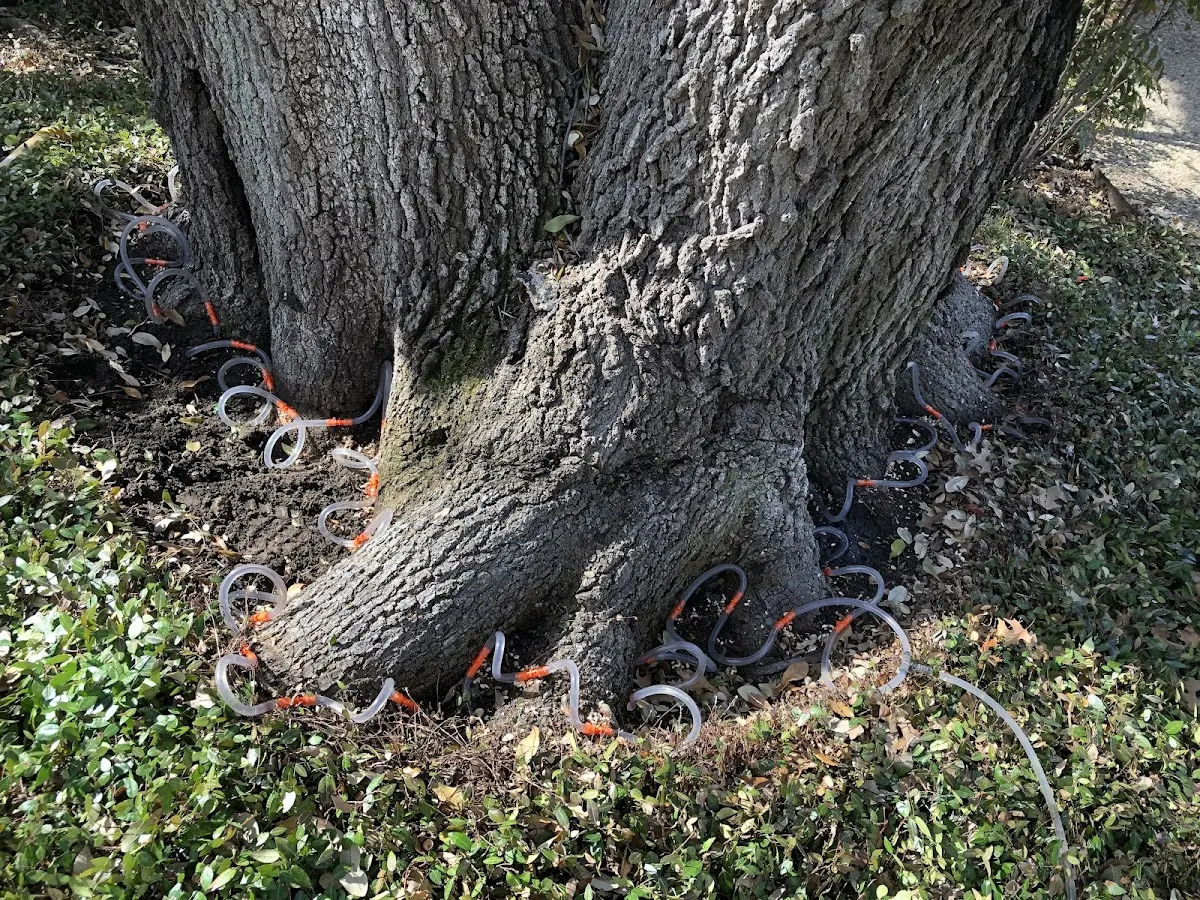 Detailed Tree Cabling and Bracing job site in Driftwood