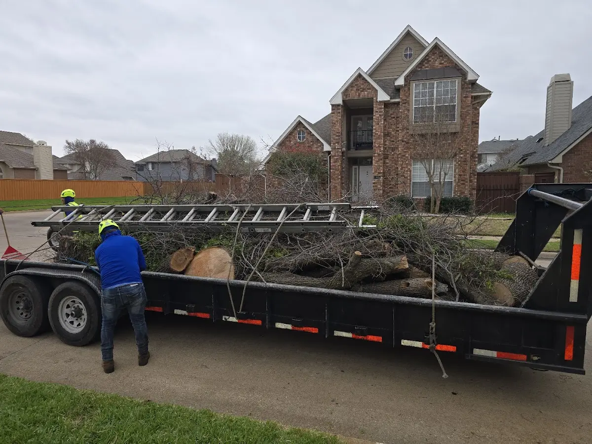 Expert Tree Removal with proper safety equipment in Driftwood